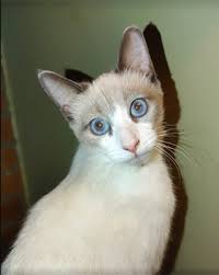43450 saint andrews church rd leonardtown, md. Southern Maryland Vet Pet Care Services Spay Neuter Cats Dogs St Marys County Lexington Park Preventative Veterinarian Pet Care Low Cost Vaccinations Surgeries California Mechanicsville Hughesville Great Mills Hollywood