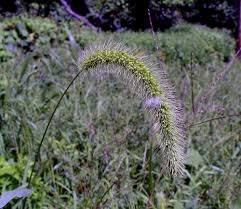 Image result for Setaria kagerensis