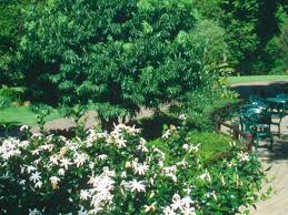 Image result for Jasminum stenolobum