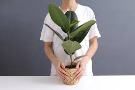 Propagate a rubber tree plant with cuttings rubber tree plants can grow very tall and this means an indoor rubber tree occasionally needs to be pruned. Types Of Rubber Plants How To Care For Rubber Tree Varieties