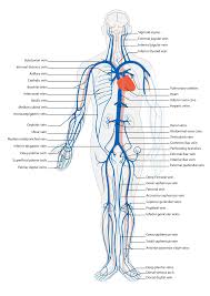 Vein Wikipedia