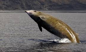 Berardius minimus , & in et al., 2019: Sea Watch Foundation A Whale Of A Dive The Wonder Of Beaked Whales