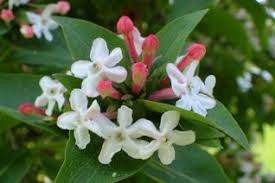 Image result for Caprifoliaceae