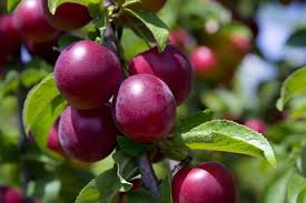 Zillow has 2,379 homes for sale in california matching fruit trees. Plum Trees Louie S Nursery Garden Center Riverside Ca