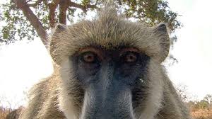 Baboon definition, any of various large, terrestrial monkeys of the genus papio and related genera, of africa and arabia, having a doglike muzzle, large cheek pouches, and a short tail. Baboons Reacting To Their Own Reflection Bbc Earth Youtube