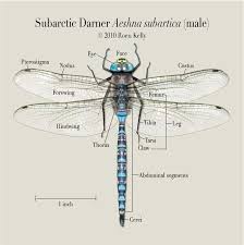 306e888c23db7920ae30c0e57bceca7b Jpg 736 738 Dragonfly Insect Dragonfly Drawing Insects