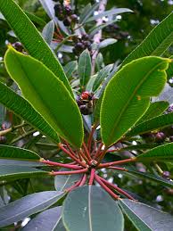 Image result for Sapium