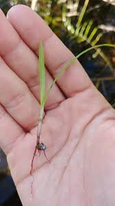 Image result for Scleria lacustris