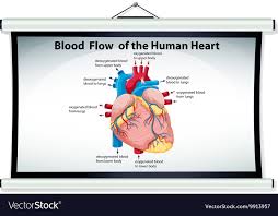 Chart Showing Blood Flow In Human Heart