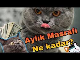 Kedimi Kisirlastirdim Tum Merak Edilenler Ve Dikkat Edilmesi Gerekenler Youtube
