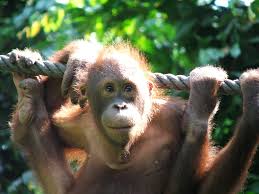 Omegle video webcam chatting tamu tidak pernah tidur. Sepilok Auf Begegnung Mit Orang Utans Im Dschungel Von Borneo