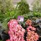 Des Moines Home + Garden Show 2025