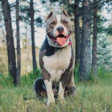 Suggestions and info for picking a route, beach bases and inland bases. 55 American Pit Bull Terrier Names L2sanpiero