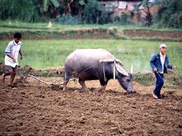 Agriculture in mesopotamia was particularly important because it was their main export to. History Of Agriculture Food Production Food System Primer Johns Hopkins University