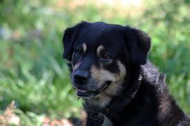 Maybe you would like to learn more about one of these? Rottweiler German Shepherd Mix Guide Info Pictures Care More Pet Keen