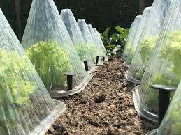 How To Protect Plants From Frost Survival Gardening Garden Netting Winter Vegetables Gardening