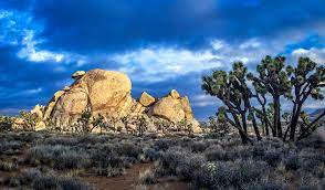 Photography Tours Joshua Tree Visitors Guide