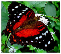Mariposa Monarca Beautiful Butterflies Butterfly Pictures Monarch Butterfly