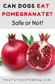 Maybe you would like to learn more about one of these? Can Dogs Eat Pomegranate Safe Or Not Best Advice Can Dogs Eat Dog Eating Dog Nutrition