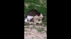 Kedi Ciftlesmesi Youtube