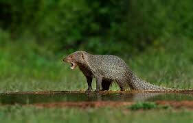 Image result for Ceropegia togoensis