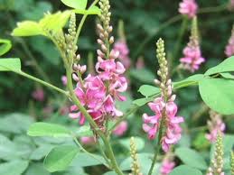 Image result for Indigofera adenoides
