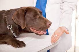 Trazodone For Dogs Aspirin For Dogs Dog Benadryl Dog Pills