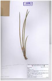 Image result for Bulbostylis schoenoides