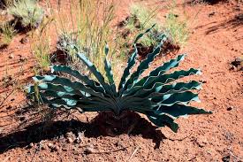 Image result for Plinthus karooicus