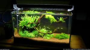 60 Litres Aquascape Avril 2012 Life Root Aquascaping Aquarium Et Poisson Rouge