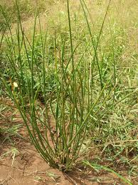 Image result for Schoenoplectiella articulata