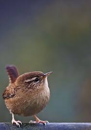 Wren Troglodytes Troglodytes Dreoilin In 2020 Hubsche Vogel Vogel Fotos Wilde Tiere