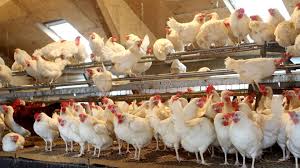 Die vogelgrippe h5n8 breitet sich rasant in europa aus. Vogelgrippe In Deutschland Wie Gefahrlich Ist Das Virus H5n8 Tagesschau De