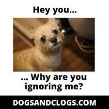 Why Does My Dog Lick My Legs 7 Reasons 7 Tips