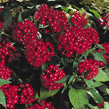 Image result for Pentas lanceolata