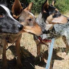 Maybe you would like to learn more about one of these? Central Coast Herding Dog Rescue Home Facebook