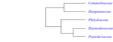 Image result for Polyspatha hirsuta