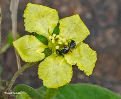 Image result for Sphedamnocarpus pruriens