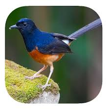 Check spelling or type a new query. Kicau Burung Murai Batu 1 2 Download Android Apk Aptoide