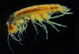 Image result for Styppeiochloa