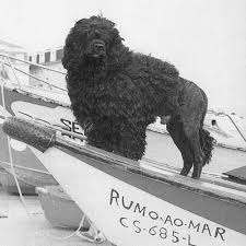 Portuguese Water Dog Dog Breed Information