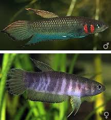 Betta Strohi Betta Fish Betta Tropical Freshwater Fish