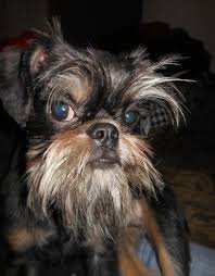 brussels griffon dog breed information and pictures