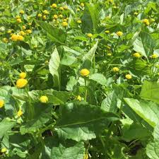 Image result for Spilanthes costata