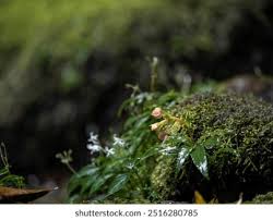 Image result for Habenaria aberrans