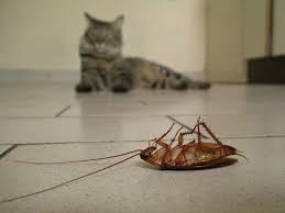We did not find results for: Will Cats Eat Cockroaches Clever Pet Owners