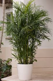For most palm enthusiasts, the term bamboo palm refers to the a group of suckering palm types that are contained in the genus of chamaedorea. Elegant Palms For Every Setting Costa Farms