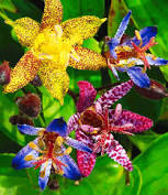 Order indoor plants for same day delivery in london and elsewhere in the uk from this london florist, flowers24hours.co.uk. 8 99