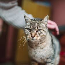 There are some treatments that can help with the irritation of dermatitis but it is vital to find the cause before an effective treatment can be introduced. Why Are There Scabs On My Cat S Back Catster Cat Fleas Cat Skin Cats