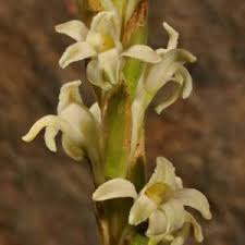 Image result for Satyrium coriophoroides